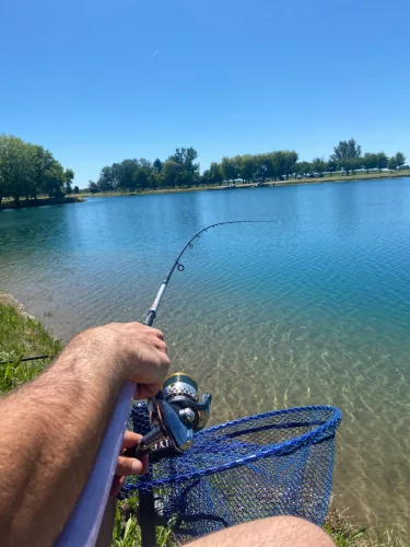 HYDRA HSC CARPODROME METHOD/FEEDER 9"