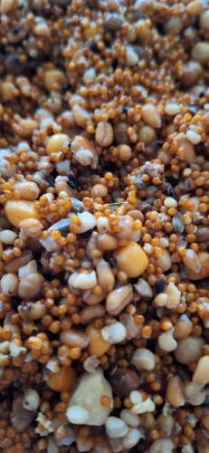 Jámbor Mix Főtt magvak 0,5 kg - Nagy dévéres Magmix