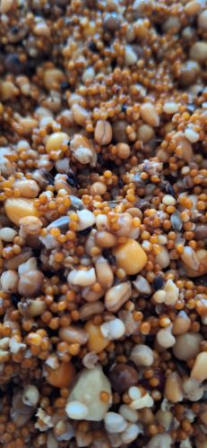 Jámbor Mix Főtt magvak 1 kg - Főtt búza kukorica repce